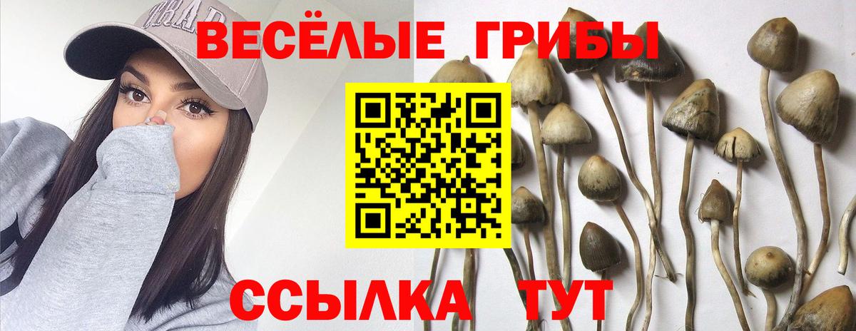 дарнет шоп  Галлюциногенные грибы мухоморы  Вход с VPN  Берёзовский 