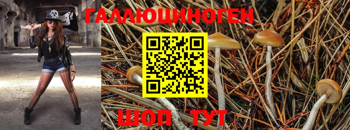 Галлюциногенные грибы мухоморы Берёзовский